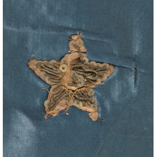 PATRIOTIC VERTICAL BANNER WITH 13 METALLIC BULLION STARS IN THE "3RD MARYLAND" PATTERN, MADE OF SATIN SILK, PROBABLY FOR THE 1876 CENTENNIAL OF AMERICAN INDEPENDENCE