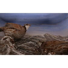BEAUTIFUL 19TH CENTURY TAXIDERMY DIORAMA OF BOBWHITE QUAIL, WITH A WALLPAPER-DECORATED STRUCTURE, BY MADISON BURNETT, A FRAMER IN KENDALL, NEW YORK (LAKE ONTARIO), circa 1890