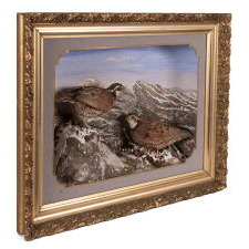 BEAUTIFUL 19TH CENTURY TAXIDERMY DIORAMA OF BOBWHITE QUAIL, WITH A WALLPAPER-DECORATED STRUCTURE, BY MADISON BURNETT, A FRAMER IN KENDALL, NEW YORK (LAKE ONTARIO), circa 1890