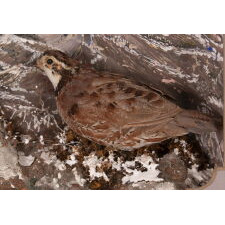 BEAUTIFUL 19TH CENTURY TAXIDERMY DIORAMA OF BOBWHITE QUAIL, WITH A WALLPAPER-DECORATED STRUCTURE, BY MADISON BURNETT, A FRAMER IN KENDALL, NEW YORK (LAKE ONTARIO), circa 1890