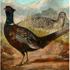 DIMINUTIVE PAINTING OF PHEASANT, OIL ON WOODEN PANEL, ENGLISH, circa 1860-80